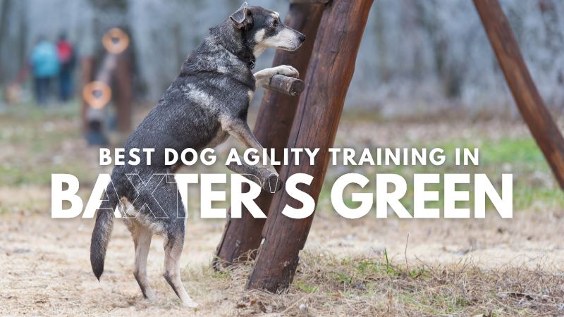 Best Dog Agility Training in Baxter's Green