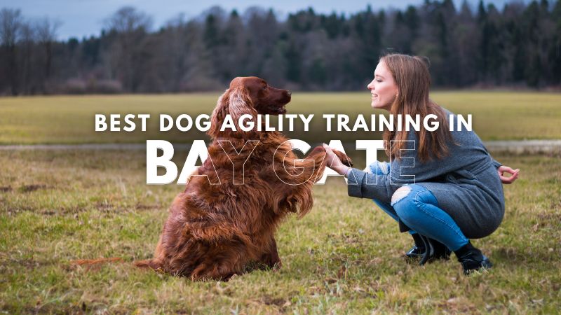 Best Dog Agility Training in Bay Gate