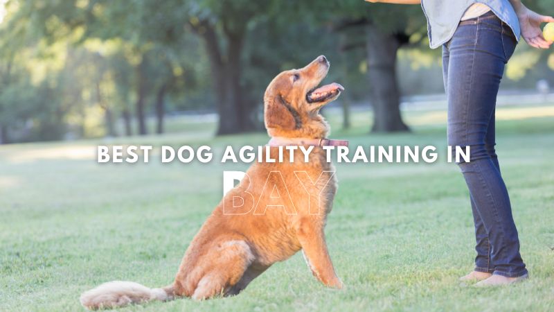 Best Dog Agility Training in Bay