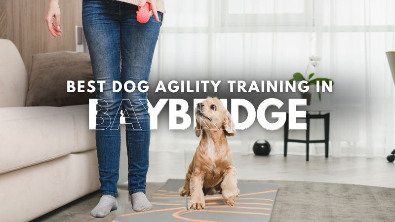 Best Dog Agility Training in Baybridge