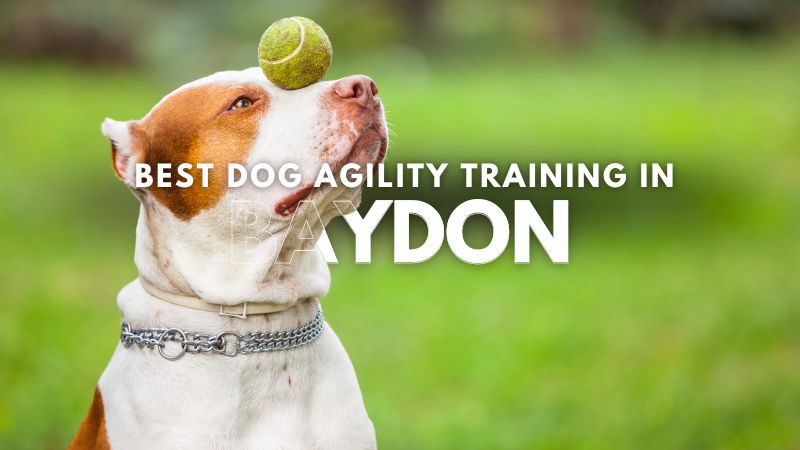 Best Dog Agility Training in Baydon