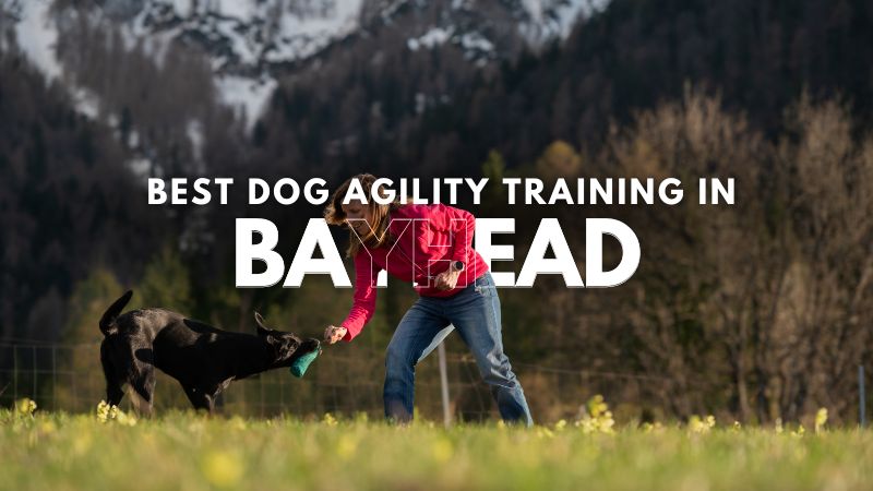 Best Dog Agility Training in Bayhead