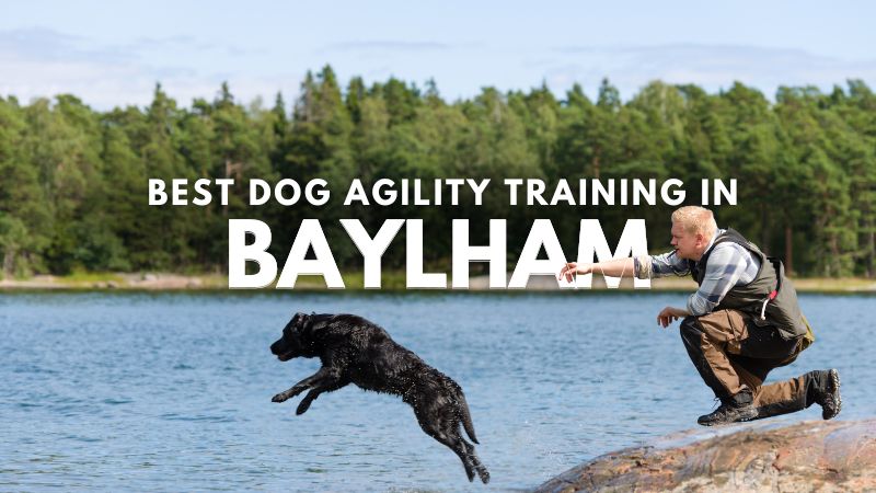 Best Dog Agility Training in Baylham