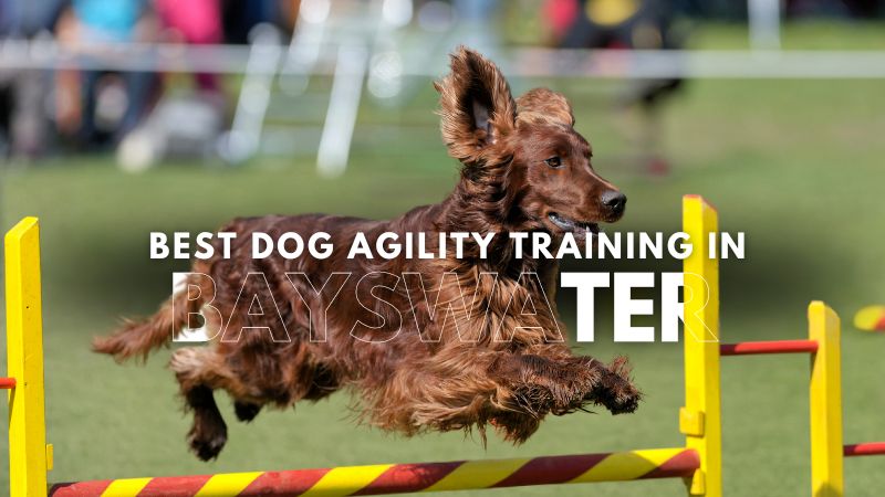 Best Dog Agility Training in Bayswater