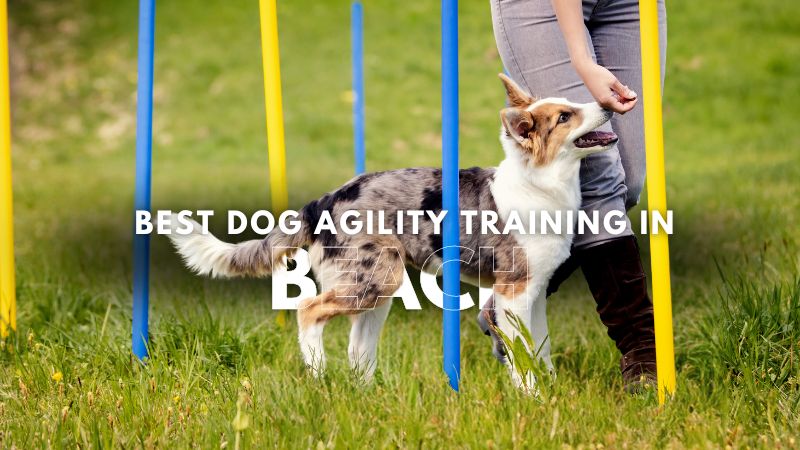 Best Dog Agility Training in Beach