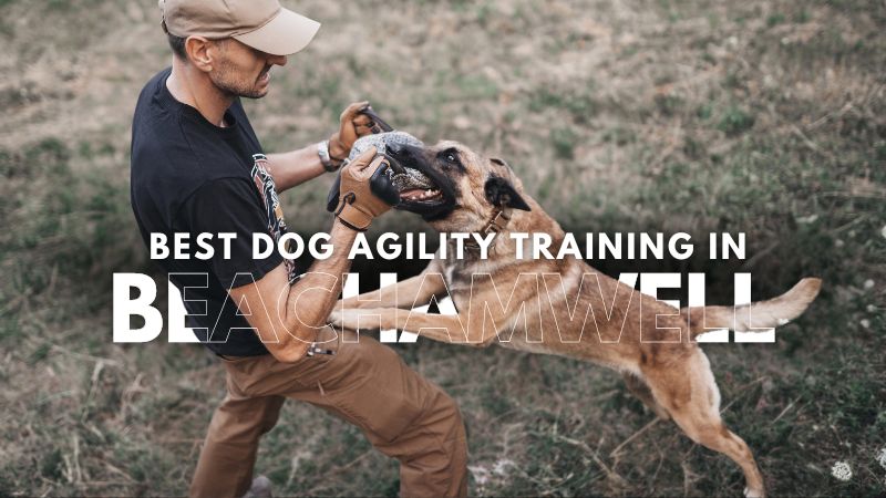 Best Dog Agility Training in Beachamwell