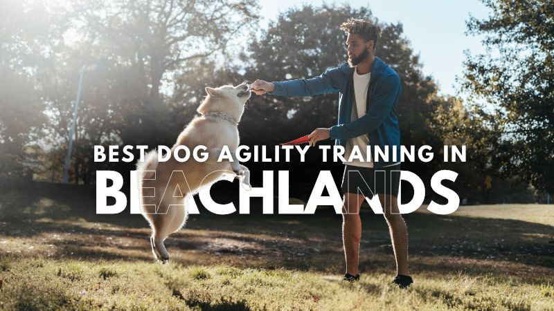 Best Dog Agility Training in Beachlands