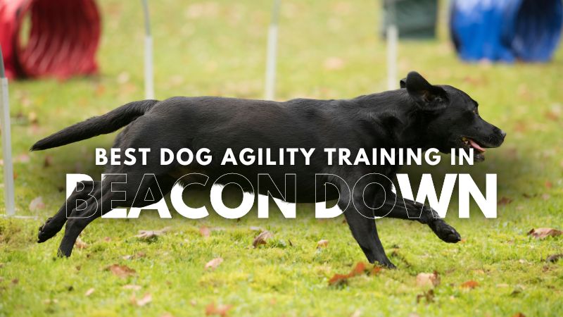 Best Dog Agility Training in Beacon Down