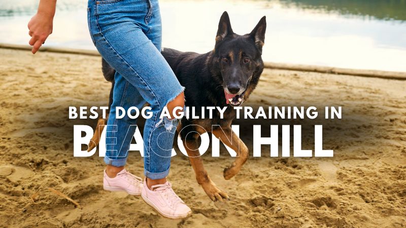 Best Dog Agility Training in Beacon Hill