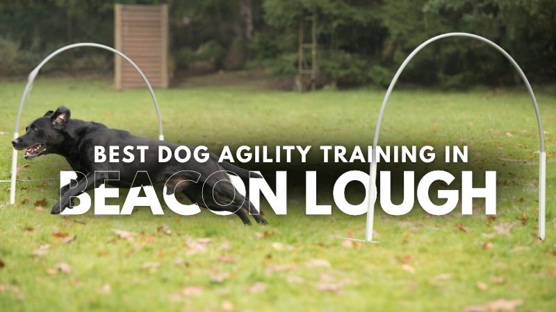 Best Dog Agility Training in Beacon Lough