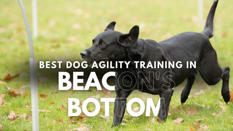 Best Dog Agility Training in Beacon's Bottom