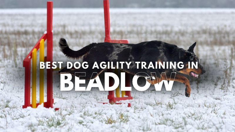 Best Dog Agility Training in Beadlow