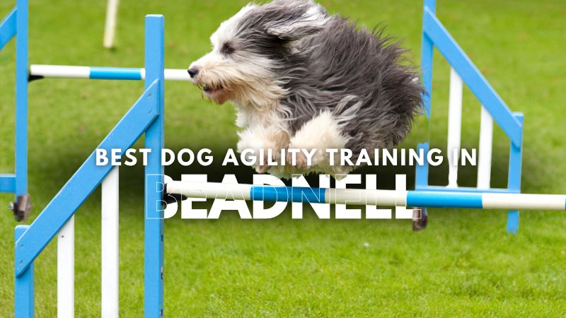 Best Dog Agility Training in Beadnell