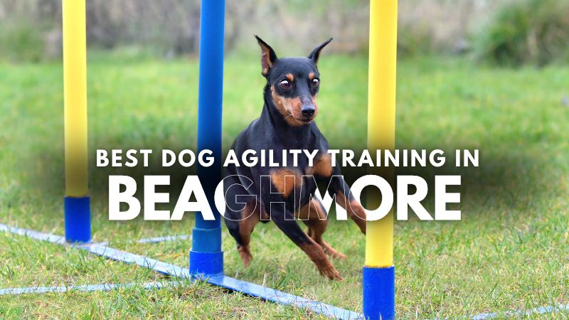 Best Dog Agility Training in Beaghmore
