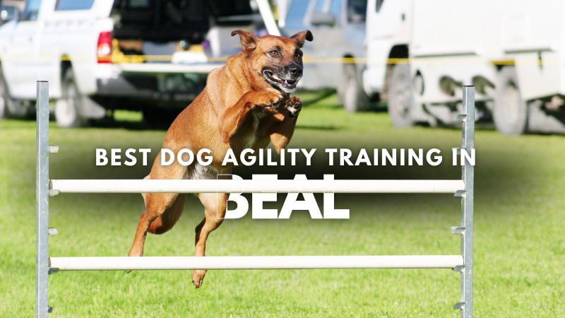 Best Dog Agility Training in Beal