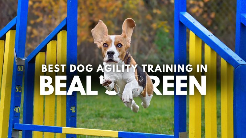 Best Dog Agility Training in Beal's Green