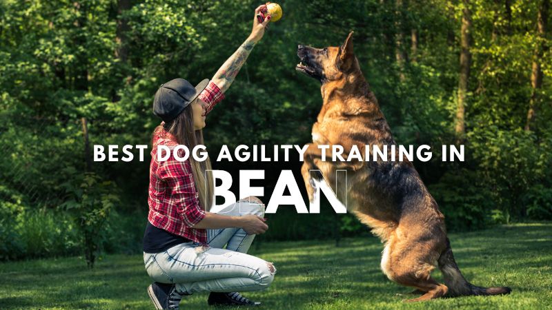 Best Dog Agility Training in Bean