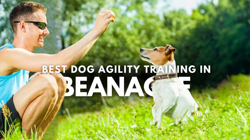 Best Dog Agility Training in Beanacre