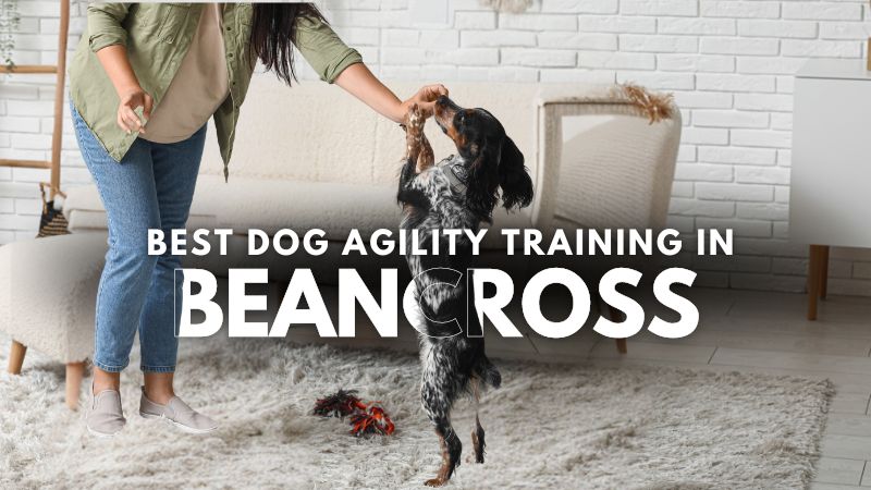 Best Dog Agility Training in Beancross