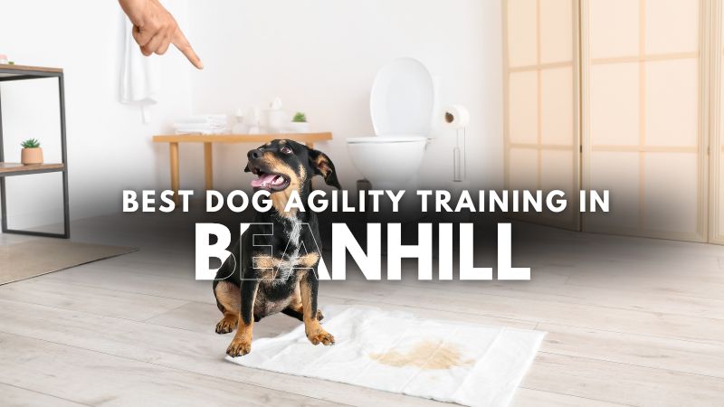 Best Dog Agility Training in Beanhill