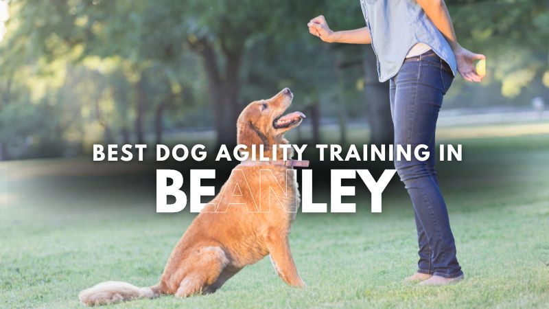 Best Dog Agility Training in Beanley