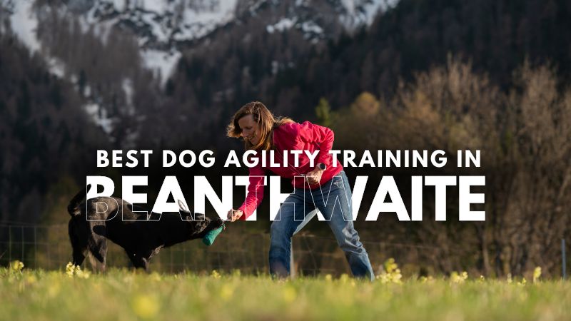 Best Dog Agility Training in Beanthwaite