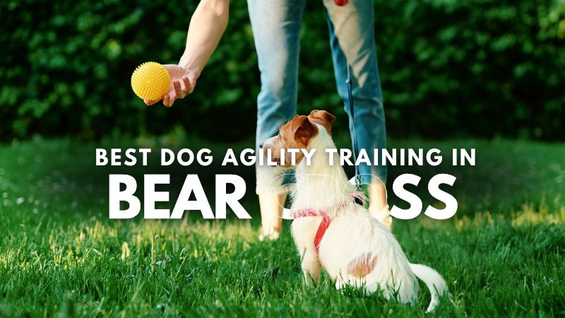 Best Dog Agility Training in Bear Cross