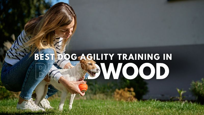 Best Dog Agility Training in Beardwood