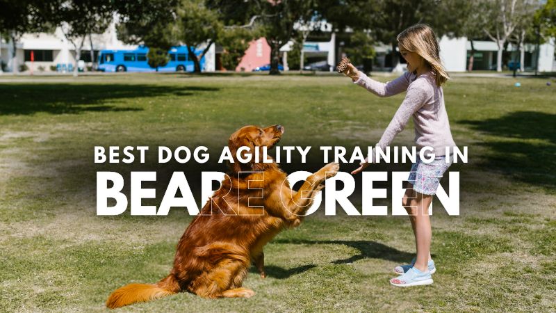 Best Dog Agility Training in Beare Green