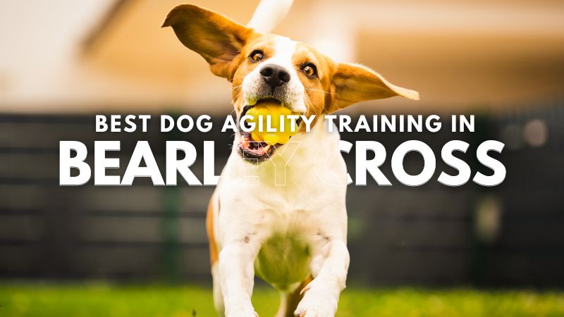 Best Dog Agility Training in Bearley Cross