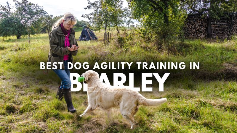 Best Dog Agility Training in Bearley