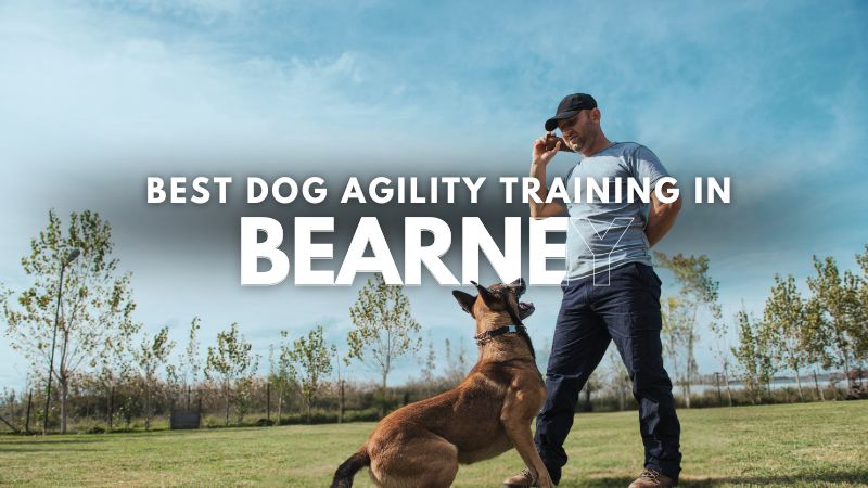 Best Dog Agility Training in Bearney