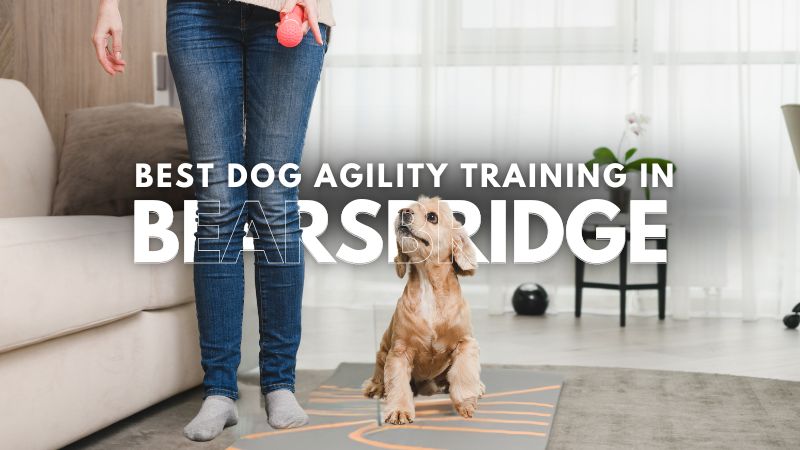 Best Dog Agility Training in Bearsbridge