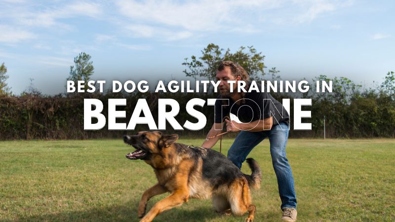 Best Dog Agility Training in Bearstone