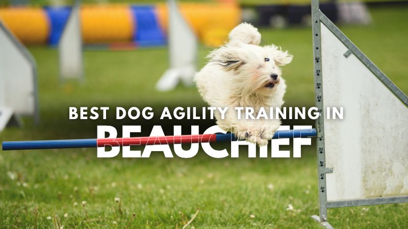 Best Dog Agility Training in Beauchief