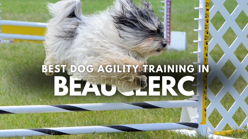 Best Dog Agility Training in Beauclerc