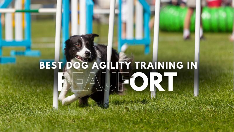 Best Dog Agility Training in Beaufort