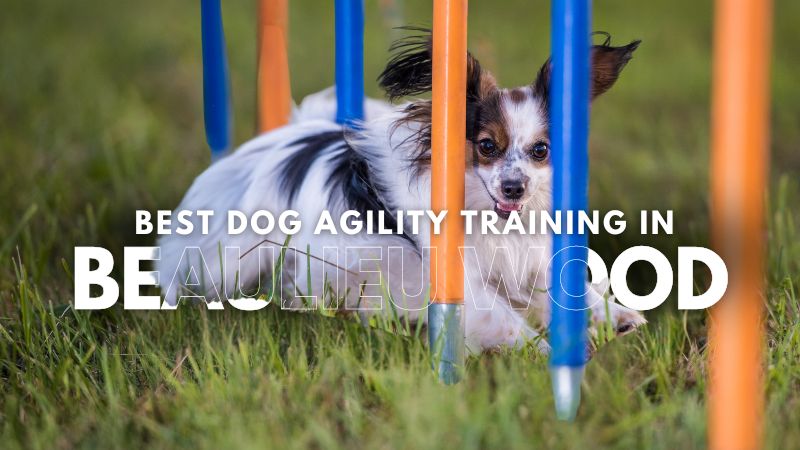 Best Dog Agility Training in Beaulieu Wood