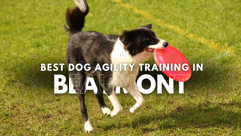 Best Dog Agility Training in Beaumont