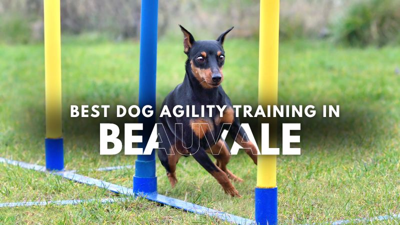 Best Dog Agility Training in Beauvale