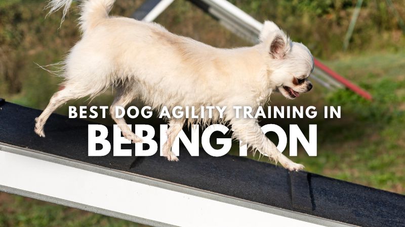 Best Dog Agility Training in Bebington