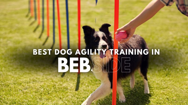 Best Dog Agility Training in Bebside