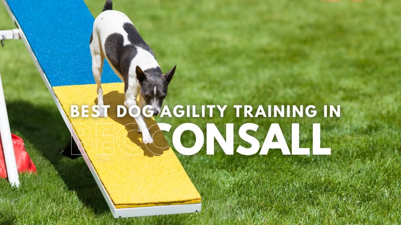 Best Dog Agility Training in Becconsall