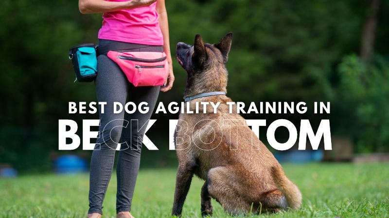 Best Dog Agility Training in Beck Bottom