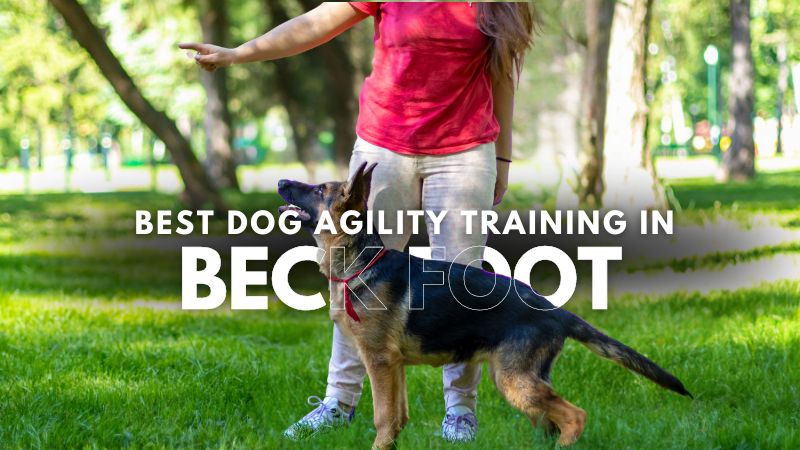 Best Dog Agility Training in Beck Foot