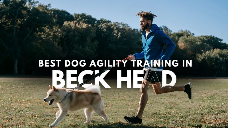 Best Dog Agility Training in Beck Head