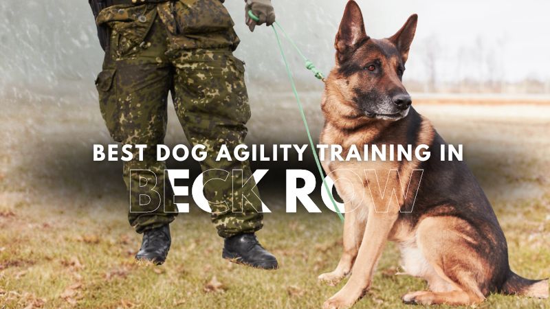 Best Dog Agility Training in Beck Row