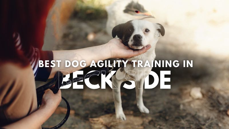 Best Dog Agility Training in Beck Side