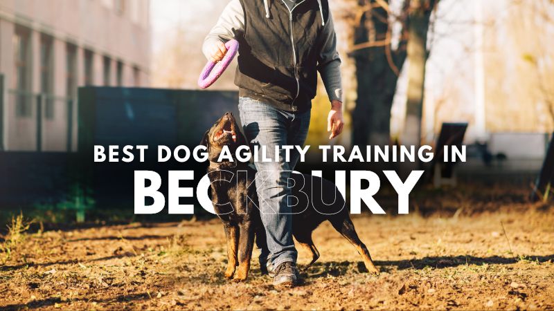 Best Dog Agility Training in Beckbury