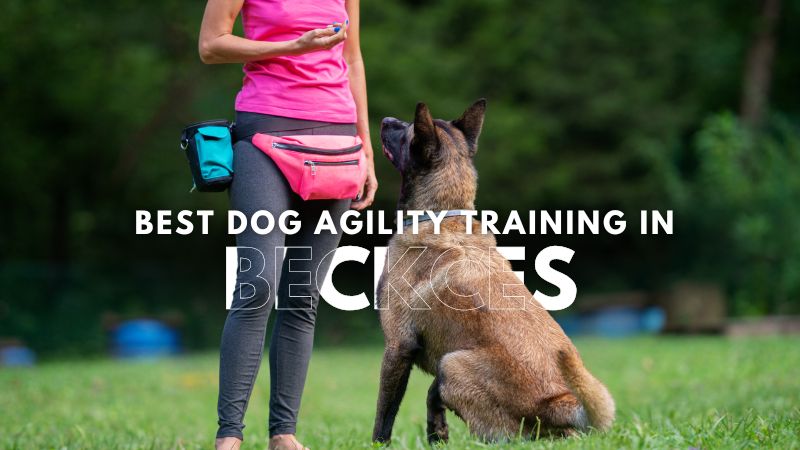 Best Dog Agility Training in Beckces